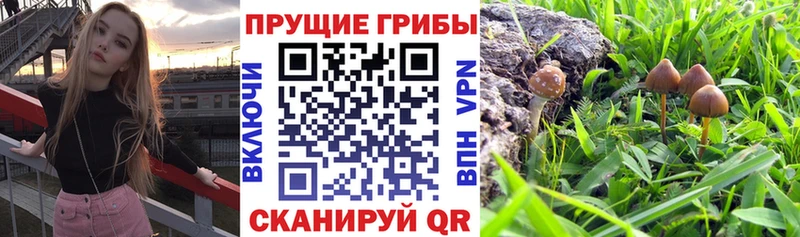 Галлюциногенные грибы прущие грибы  Купить закладки  Ермолино 